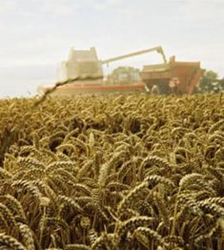 0,68 de lei- kilogramul de grau nou