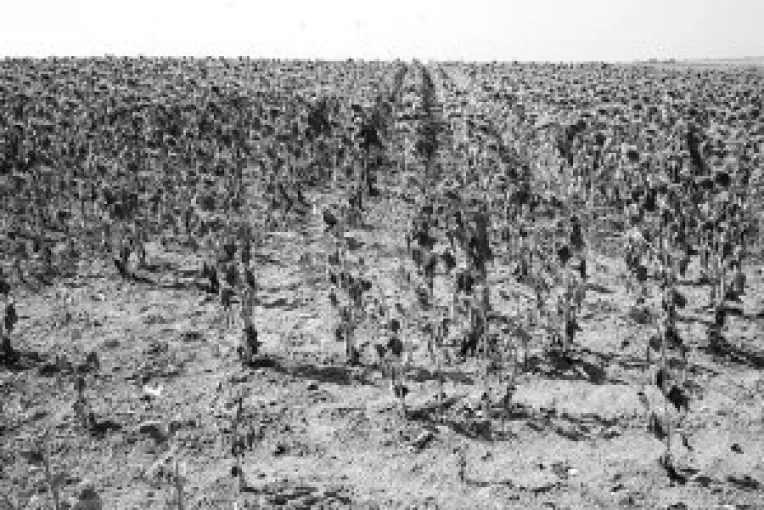 10.000 de hectare calamitate in judet