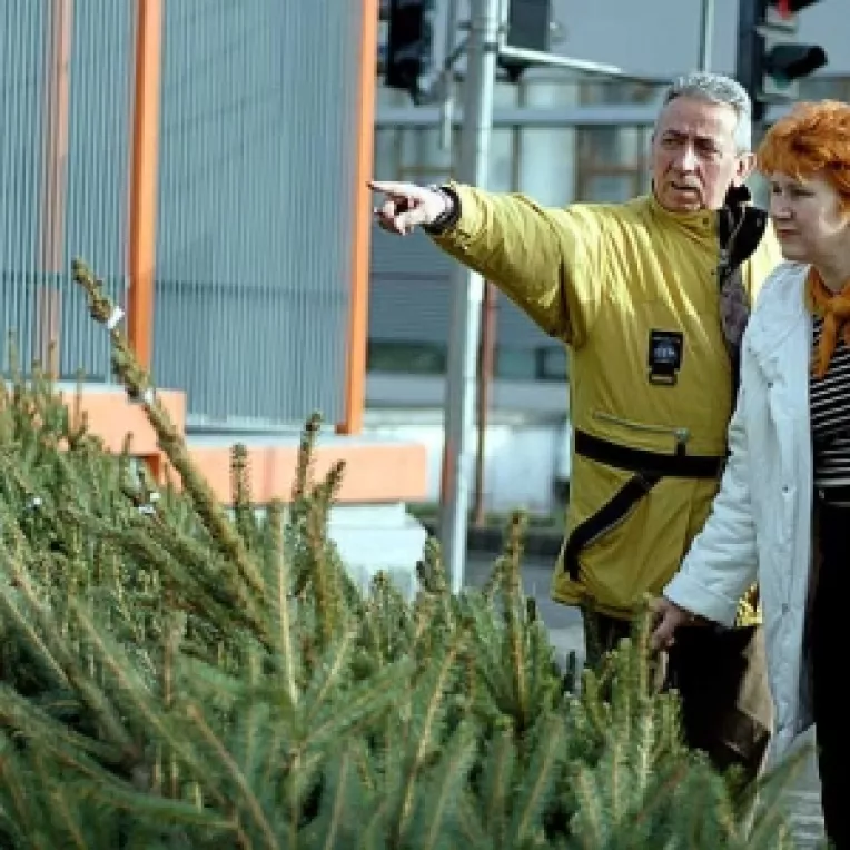 13 lei, cel mai ieftin brad de Craciun