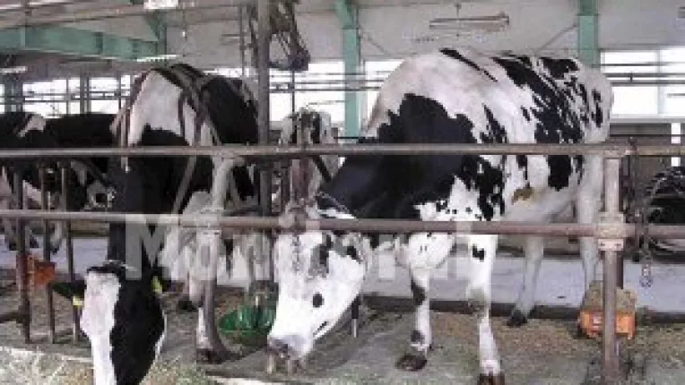 20 de milioane pentru sustinerea zootehniei