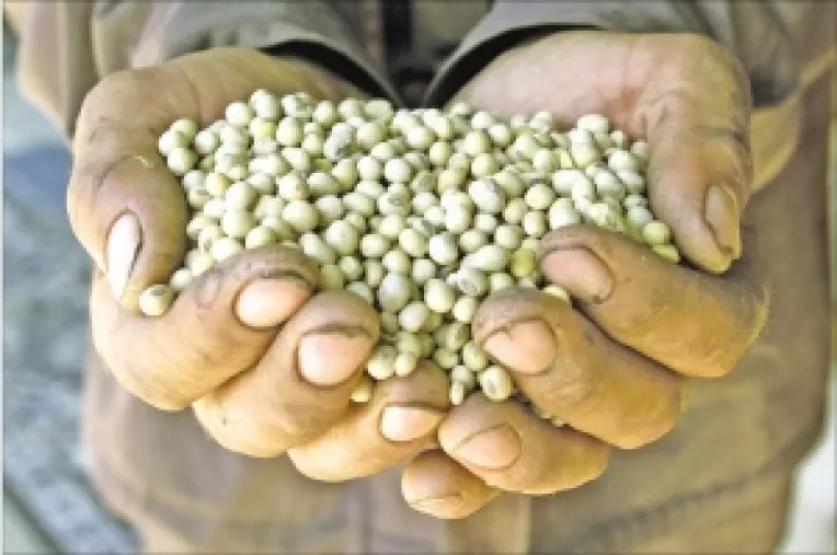 Agricultorii ar putea cultiva din nou soia modificata genetic