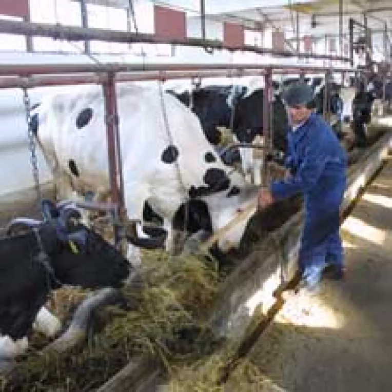 Agricultura da cu piciorul la galeata cu lapte