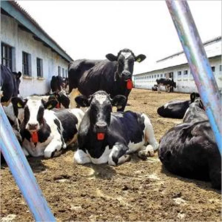 Agricultura nu vrea sa renunte la subventiile pentru fermele mari