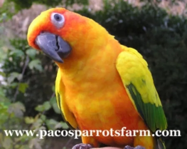 Andrei Alexandru: Papagalul vorbitor portocaliu