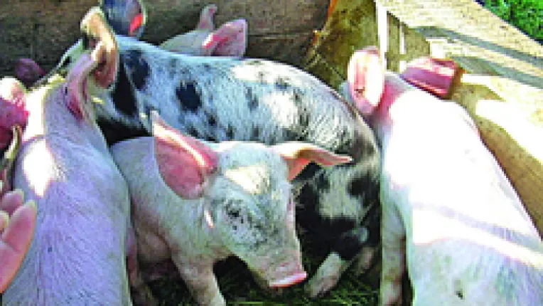 Animalele, transporate doar de soferii cu certificat de competenta profesionala