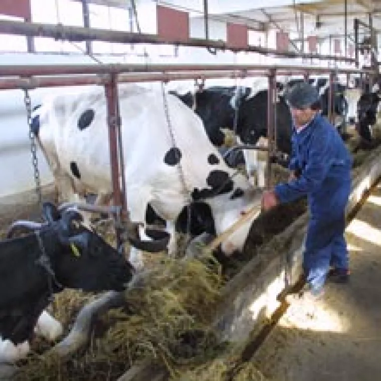 Banii de la Agricultura vor merge la mulgatori