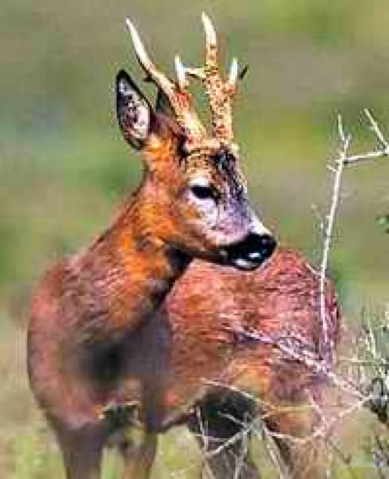 Braconaj cinegetic in Teleorman: Un barbat este cercetat pentru uciderea unui caprior evaluat la 5.000 de euro