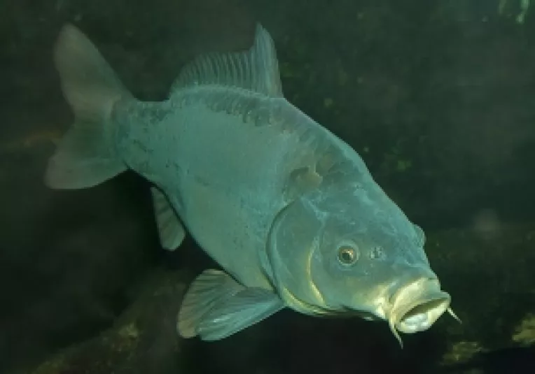 Braconaj piscicol: 2 barbati au prins 180 kg de peste folosind o lotca si 6 plase ilegale 