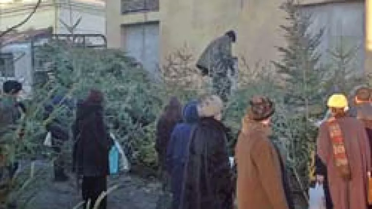 Bradul de Craciun, un lux