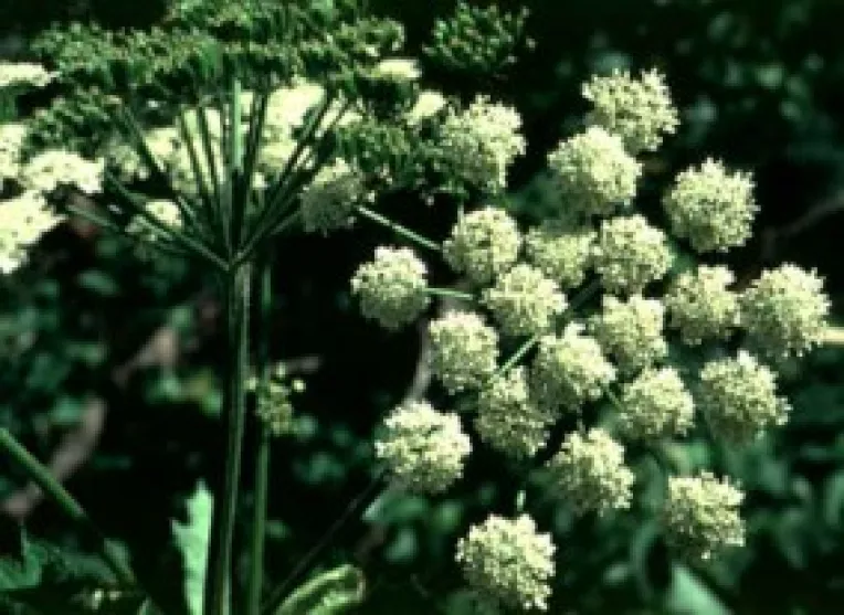 Branca ursului este un afrodisiac mai puternic decat Ginsengul 