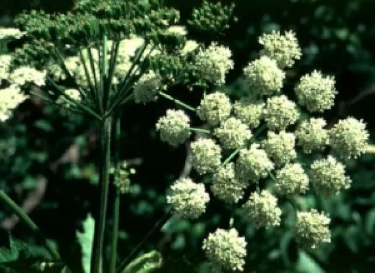 Branca ursului stimuleaza  vitalitatea  organismului uman