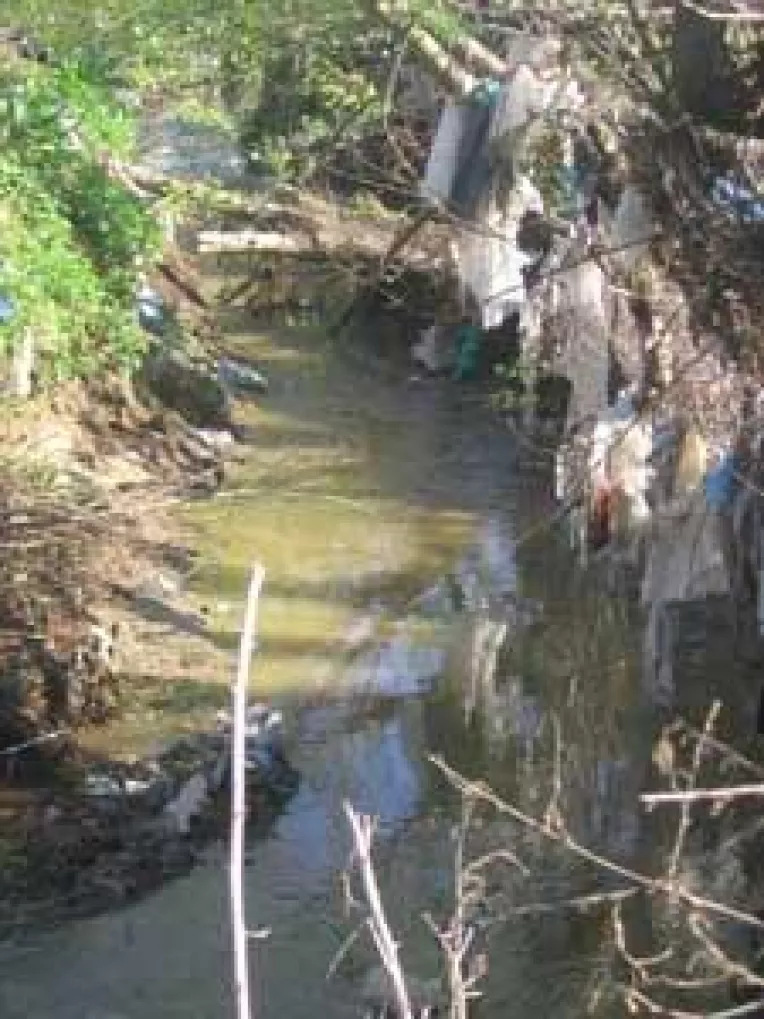 Bucovatul lancezeste in mizerie