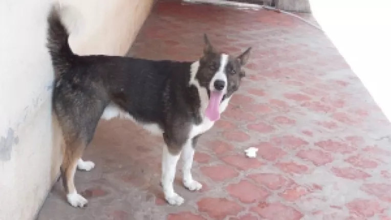 Cainele BUBU a fugit de-acasa si stapanii sai il cauta cu disperare