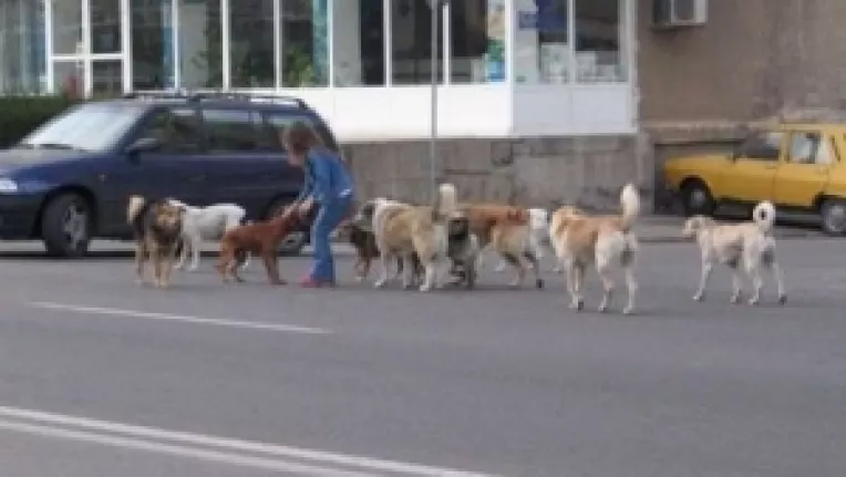 Capitala Romaniei: 500 de oameni sunt atacati de caini in fiecare luna