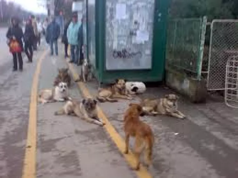 Cei 6 caini care au ucis un copil langa parcul Tei vor fi eutanasiati