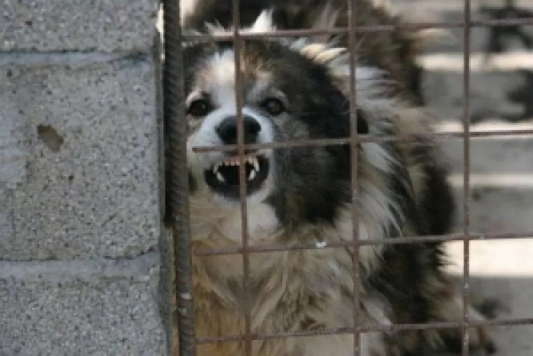 Cei mai multi caini maidanezi sunt in cartierul Drumul Taberei 