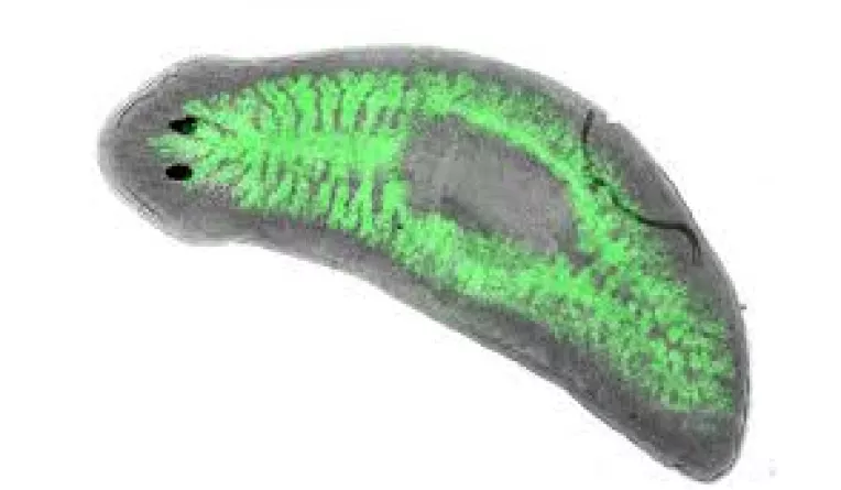 Cercetatorii francezi de la CNSR si Inserm au descoperit un vierme nemuritor