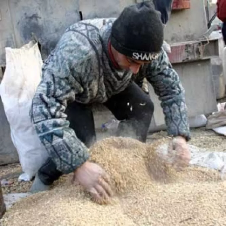 Cererea de biocombustibili scumpeste cerealele
