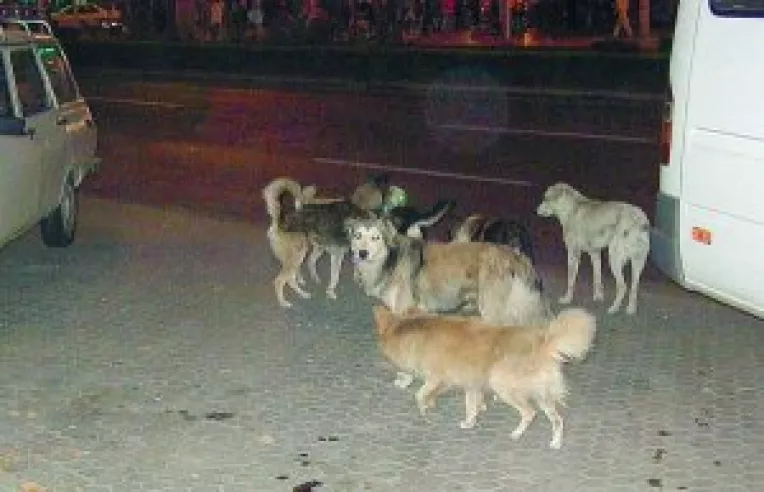 Ciinii comunitari, in atentia municipalitatii