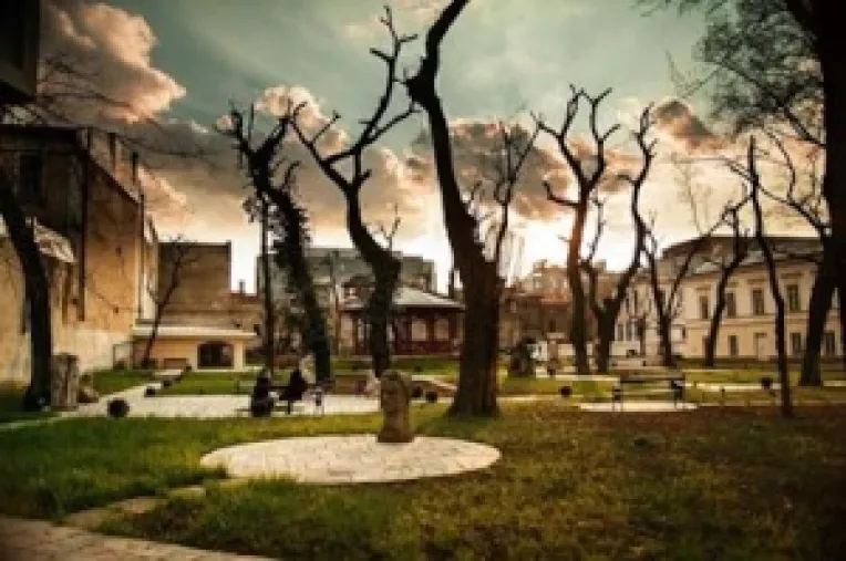 Ciuntirea copacilor duce in scurt timp la moartea lor