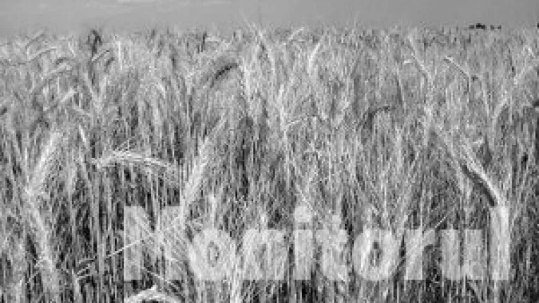 Controverse privind calitatea griului din acest an