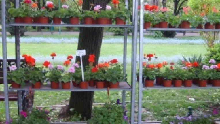 Corona SRL: "Petunii curgatoare si lobelia curgatoare, la targul traditional din Parcul Cismigiu!"