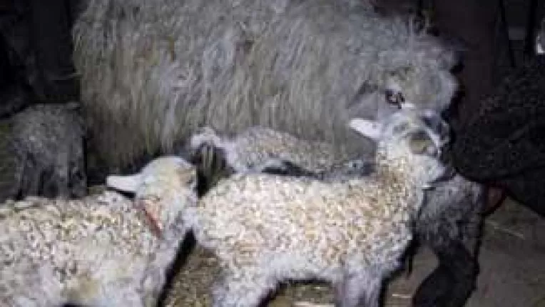 Crescatorii de animale din Dolj sint pe cale de disparitie