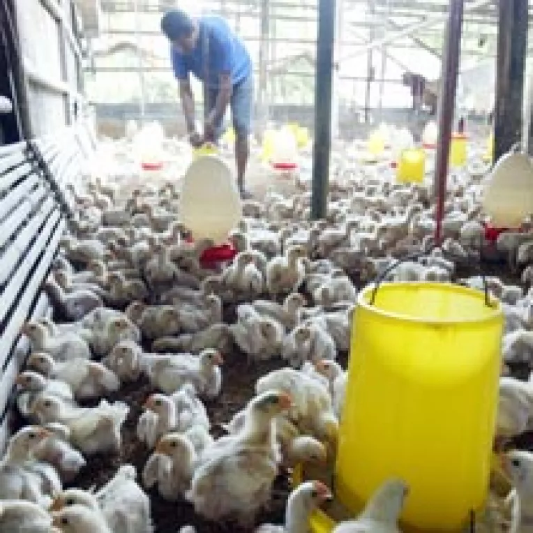 Crescatorii de pasari tin preturile sus