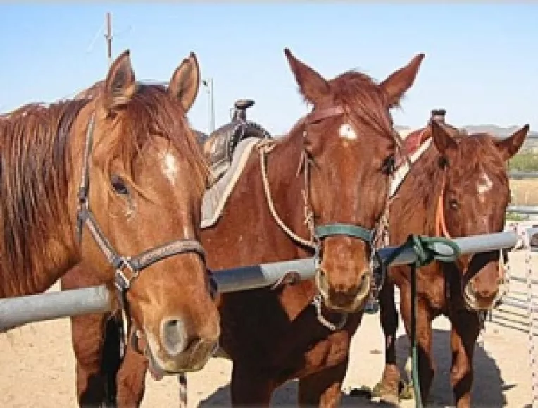 Cresterea cailor aduce pierderi de 2 milioane de euro pentru Romsilva