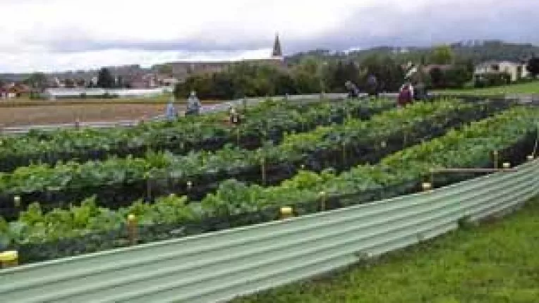 Cresterea melcilor, o afacere de succes