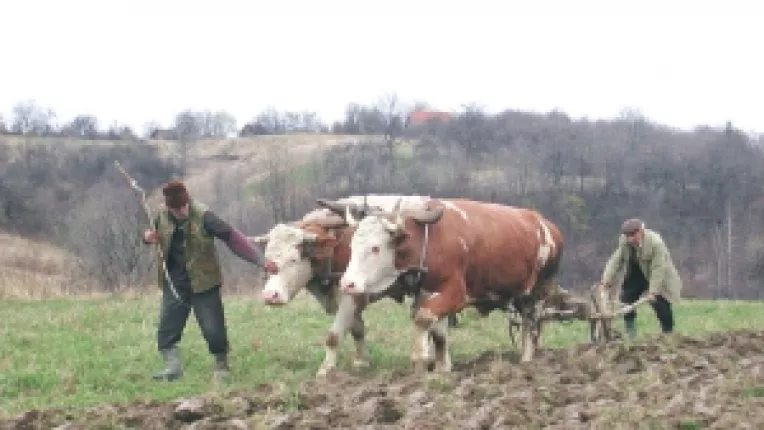 Criza de seminte in agricultura