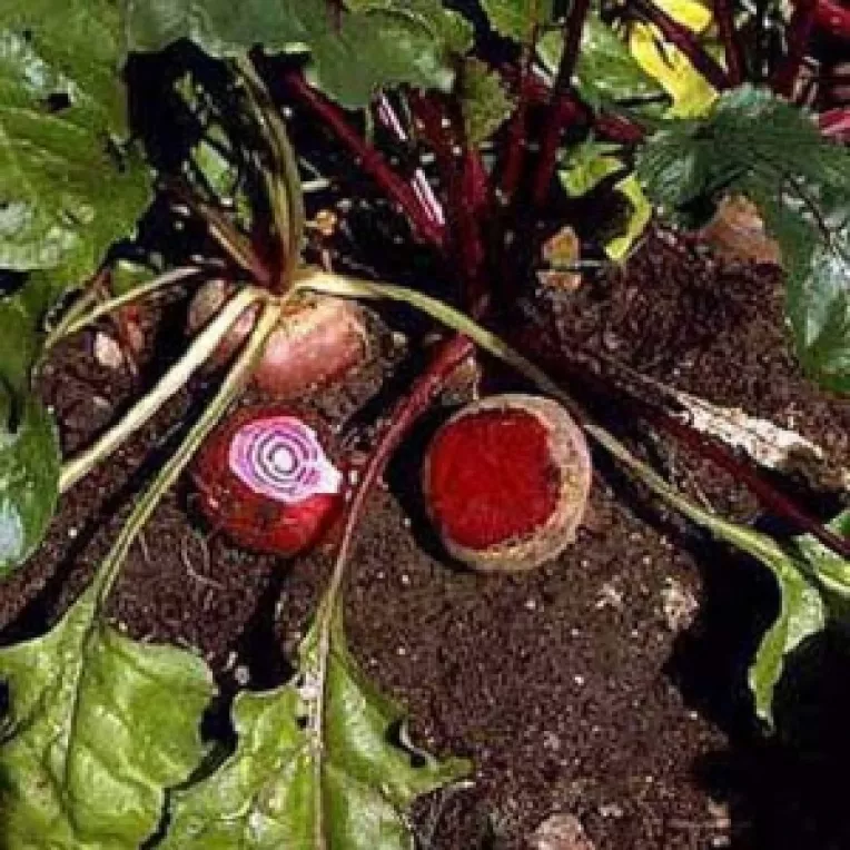 Cultivatorii de sfecla primesc bani pentru a nu mai  produce materie prima