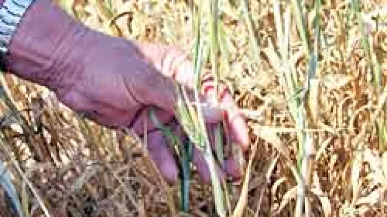 Culturile calamitate de seceta se transforma in nutret pentru animale