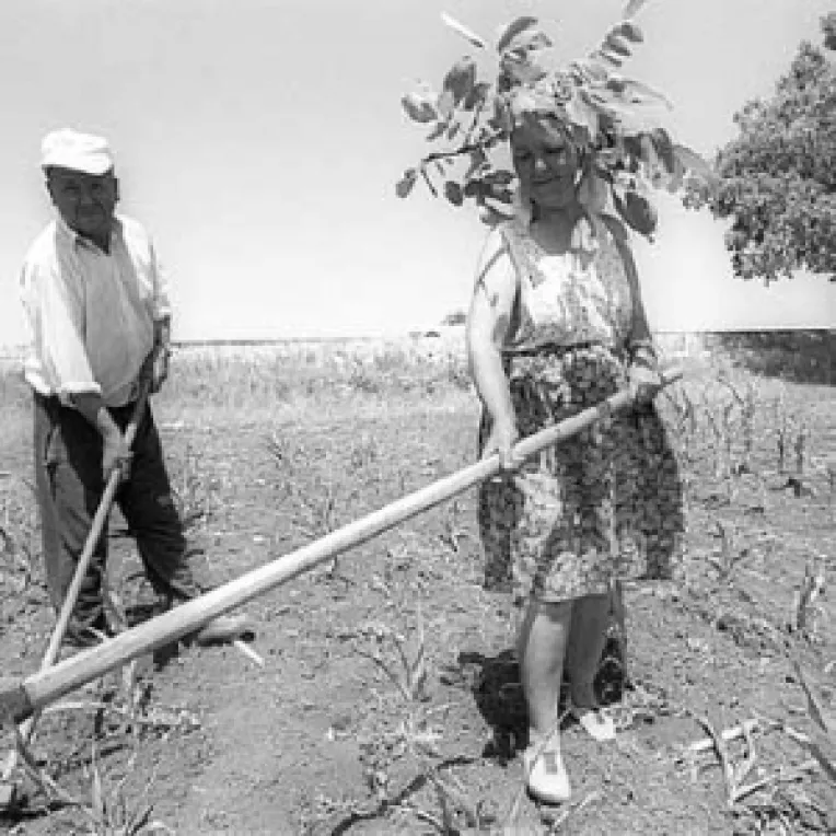 Despagubirile pentru seceta, acordate pana la sfarsitul lui iulie