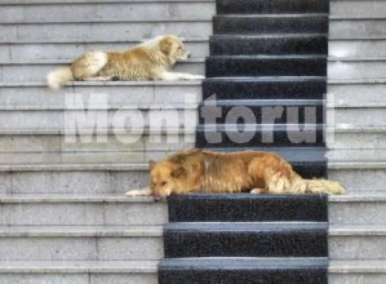 Din nou despre ciinii comunitari