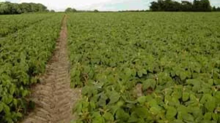 Doljenii mananca din ce in ce mai sanatos. Adio, soia modificata genetic