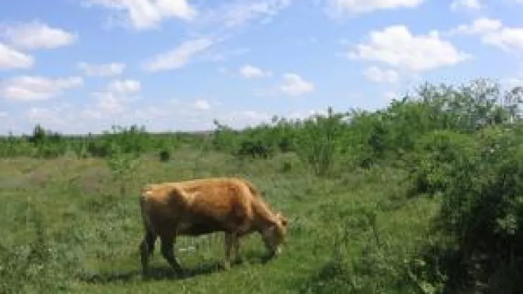 Doljenii renunta la cota de lapte