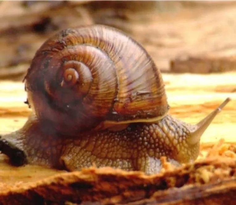 Doua milioane de euro pentru o fabrica de procesare a carnii de melc