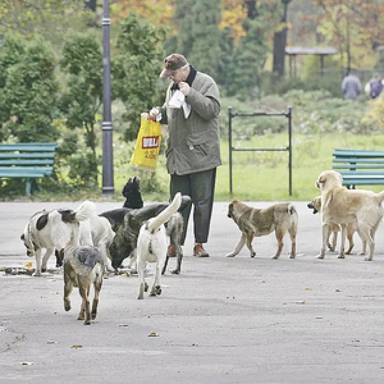 Eutanasierea cainilor fara stapan a fost aprobata 