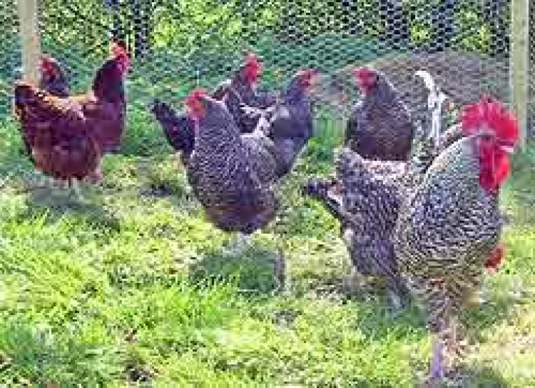 Exporturile de carne de pasare, reluate