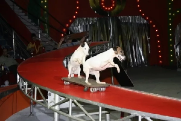 Falsi independenti: Maidanezii politici in lesa lui Traian Basescu