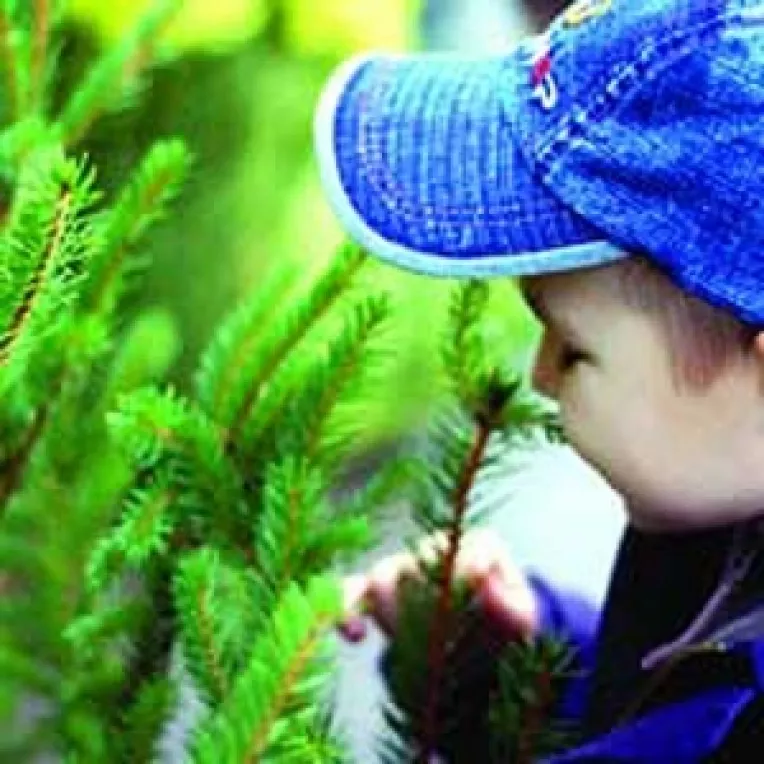 Fara brazi din Danemarca, de Sarbatori