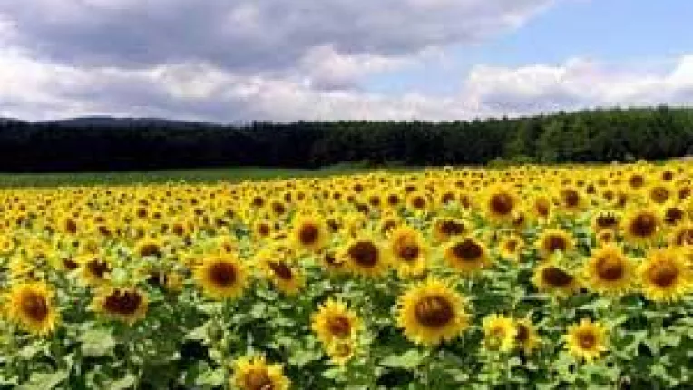 Fermierii doljeni se lanseaza in agricultura ecologica