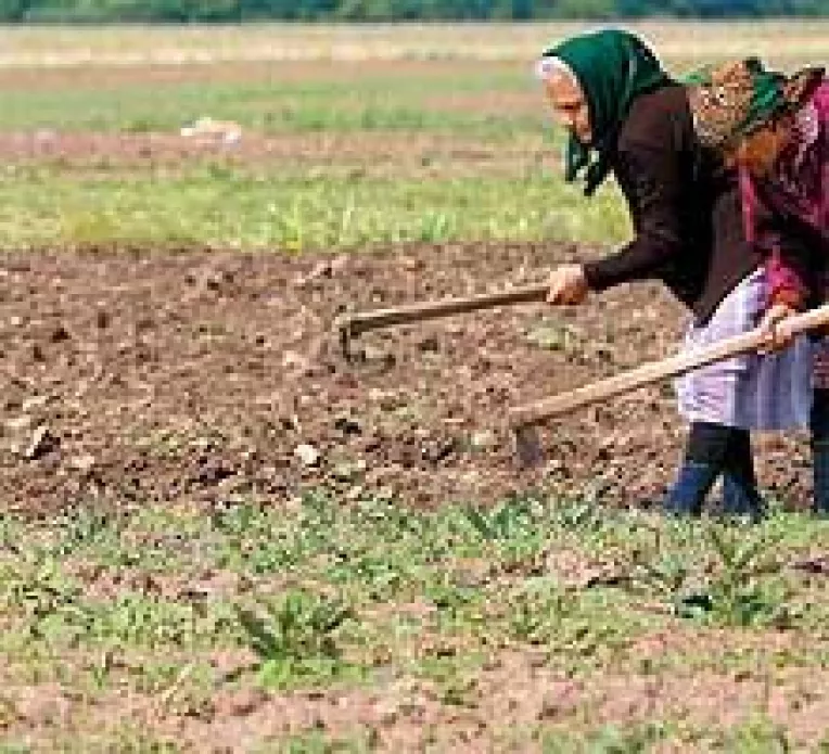 Fermierii pot obtine un avans de 75% din subventia UE pe suprafata