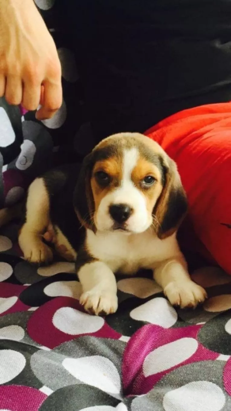 Flavian Crizboi, purtatorul de cuvant al RPG Security, si logodnica sa si-au luat un caine din rasa beagle