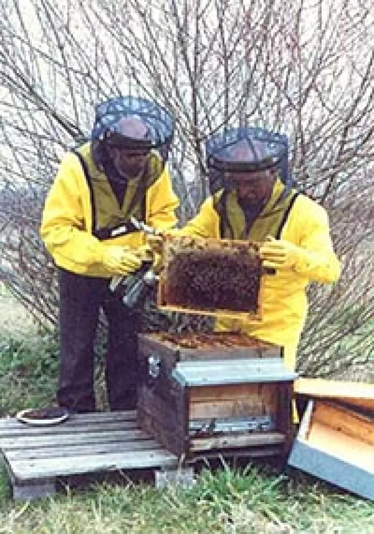 Fonduri UE pentru apicultori