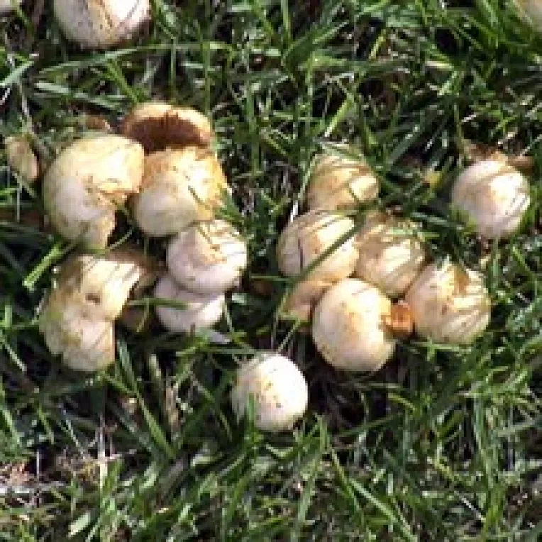 Francezii si italienii, cei mai mari mancatori de ciuperci romanesti