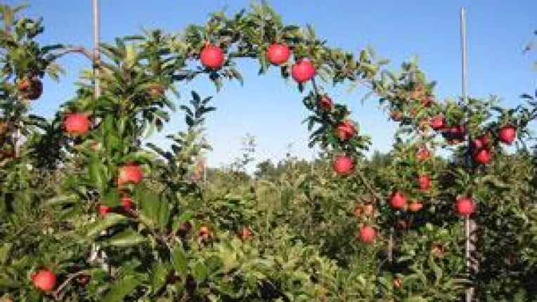 Fructele se coc cu subventii de la stat