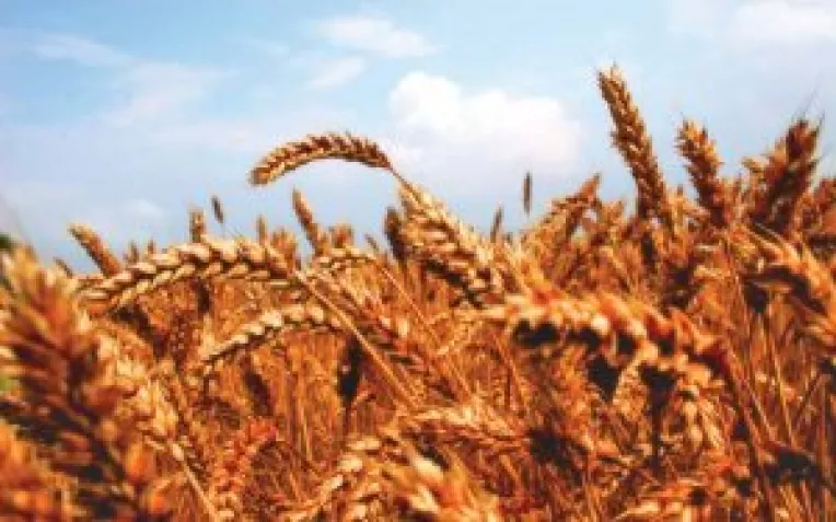 Graul si rapita domina culturile de toamna