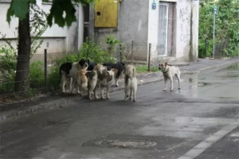 Haita de caini agresivi si in zona Brancusi Residence